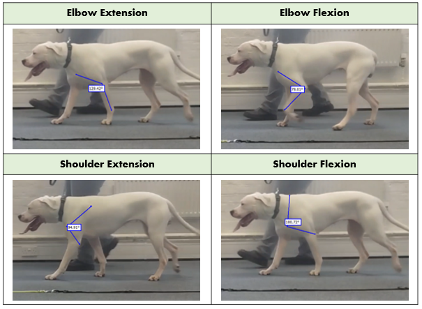 A chart comparing the four gaits measured