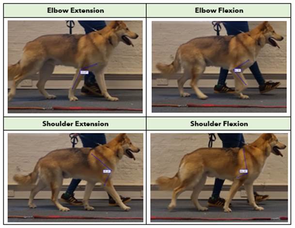 A chart comparing the four gaits measured