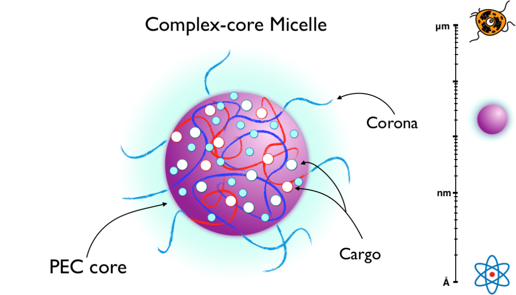 Figure 3: Complex-core micelle schematic.