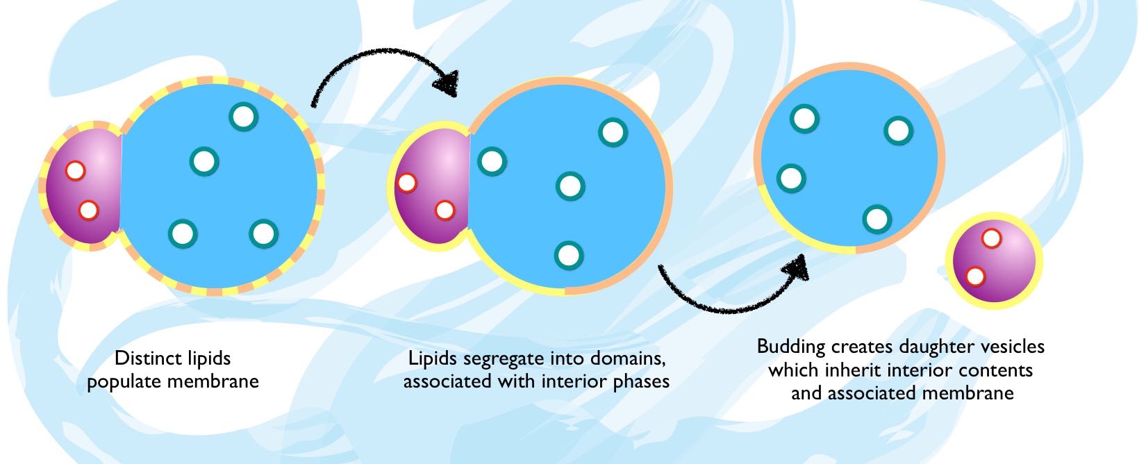 Figure 5: Mechanism of dual-phase vesicle budding.