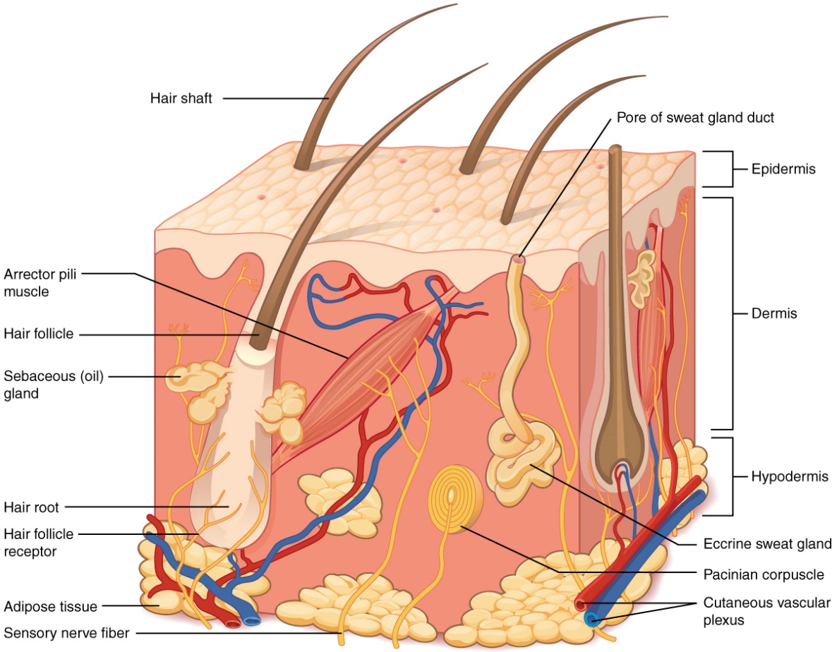 Figure 3: Structure of the human skin showing the three layers of the skin (BCcampus Open Education, 2018)