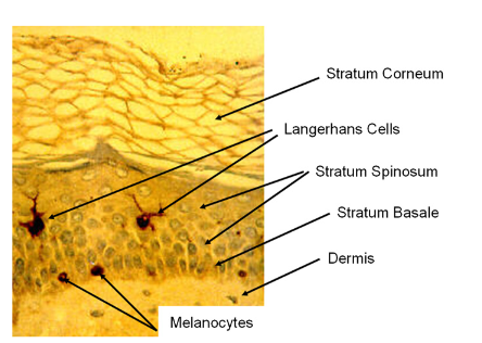 Figure 4.1: Micrograph of the upper dermis and epidermis showing the layers and major cell types (adapted from Wickett and Visscher., 2006)