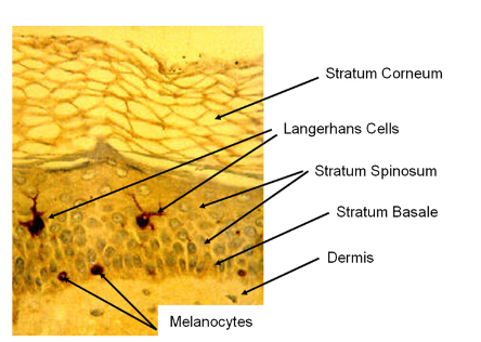 A Comprehensive Review on the Potential of Microfabricated Microneedles ...