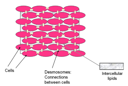 Figure 4.2: A ‘Bricks and Mortar’ model for <em>human stratum corneum</em> illustrating the corneocyte ‘Bricks’, the intercellular lipid ‘Mortar’, and the desmosomes connecting the corneocytes (adapted from Wickett and Visscher, 2006)