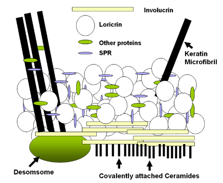 Figure 5: The corneocyte envelope as proposed by Steinert and Marekov (1995)