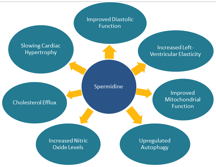 Figure 1: Cardioprotective effects of spermidine