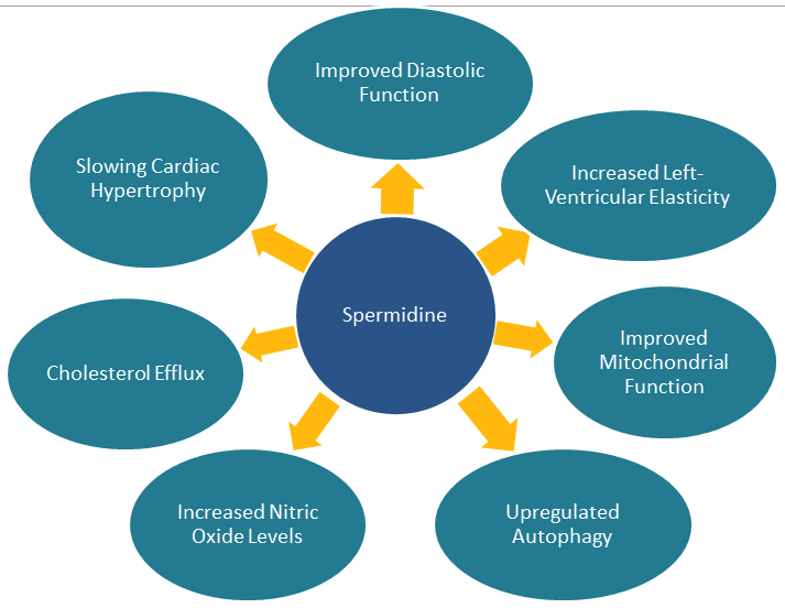 Spermidine benefits 