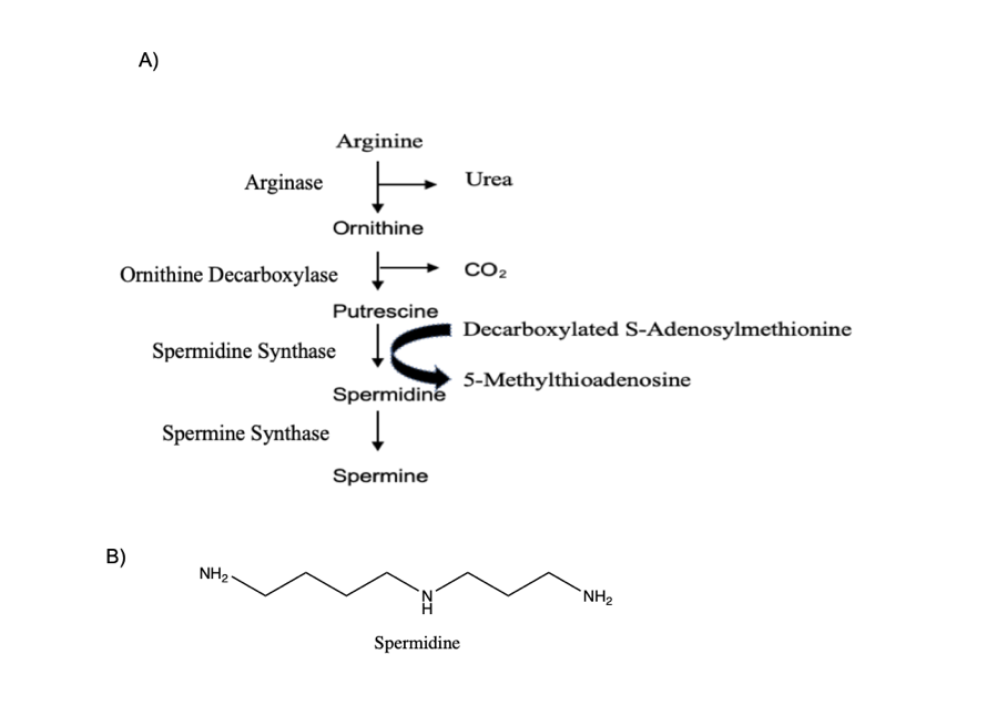 Figure 2: A) Biosynthetic pathway of polyamine spermidine via ornithine decarboxylase; B) Chemical structure of spermidine