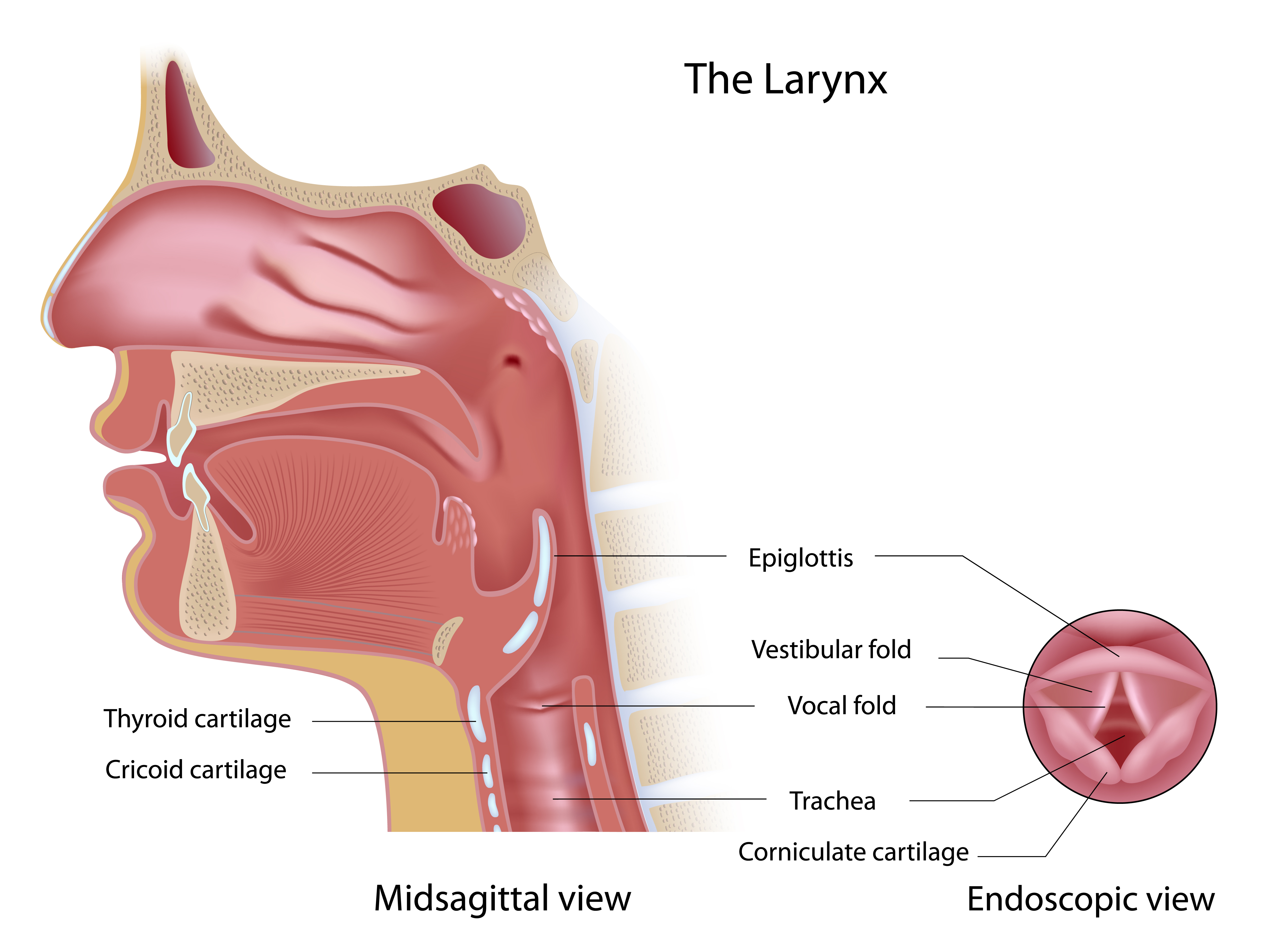Figure 1: Illustration of basic laryngeal structures. Shutterstock.