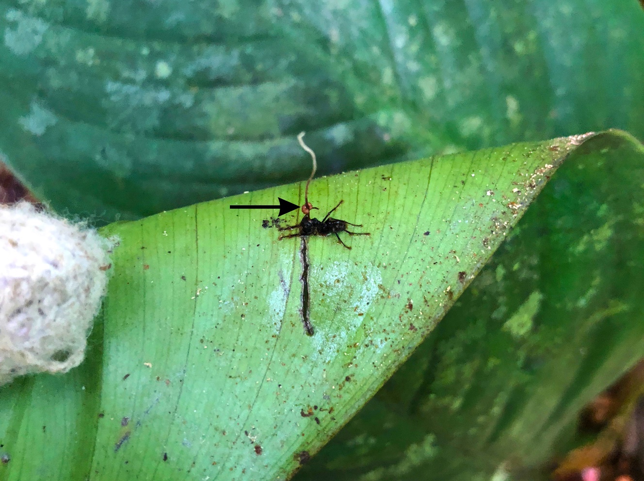 Figure 1: Photograph of Camponotus leonardi infected with Ophiocordyceps unilateralis, securely attached to the underside of a leaf. The fungus can be seen emerging from the dorsal region of the ant’s head. The arrow indicates the perithecial plate, which sits upon the stroma of the fungus and releases spores, spreading infection. Image from the author’s own collection