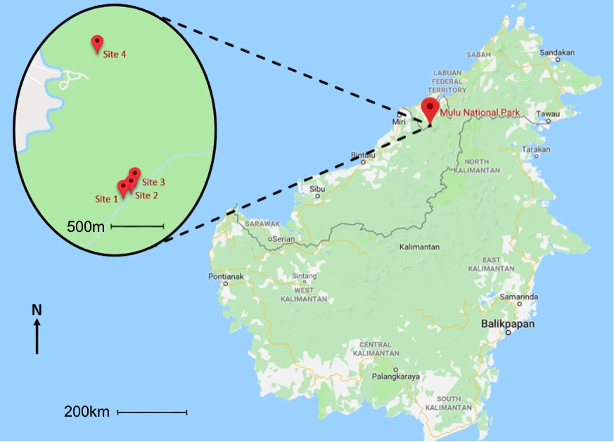 Figure 2: Map depicting locations of Sites 1–4 within Gunung Mulu National Park, Borneo