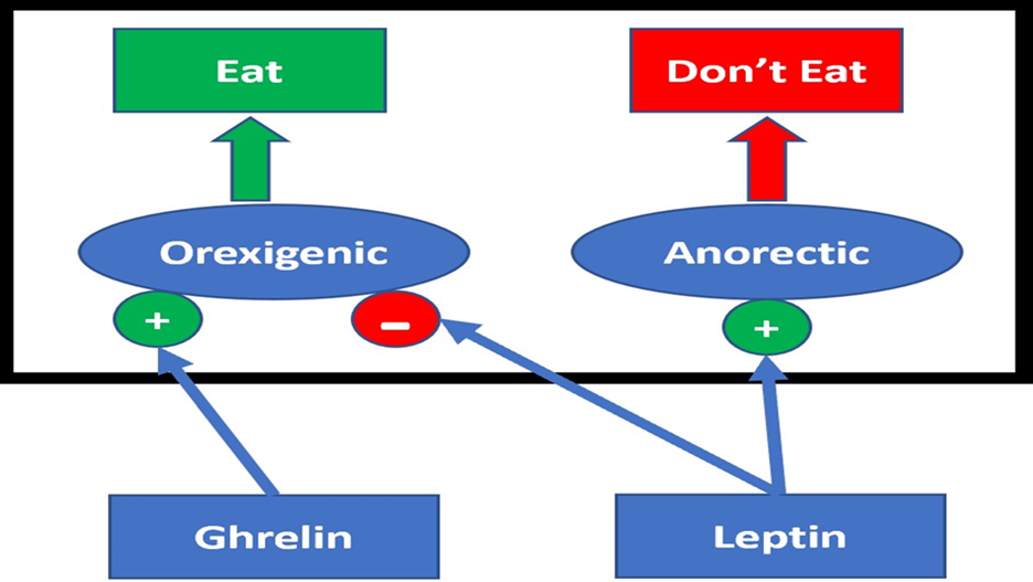 Figure 1: Basic overview of appetite regulation.