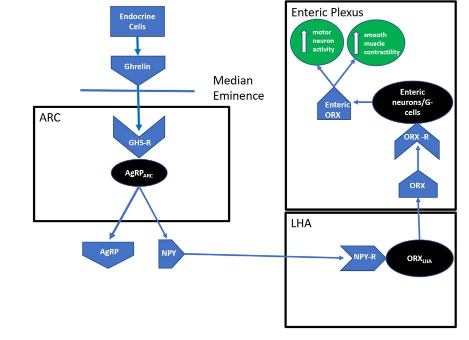 Figure 2: ORX-LHA impacts gastric
	motility.