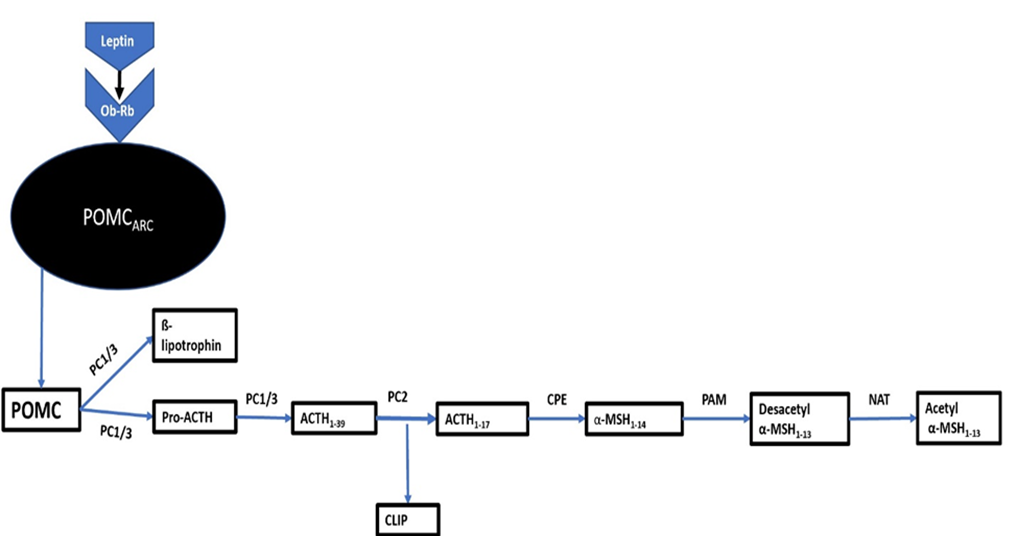 Figure 3: alpha-MSH synthesis.