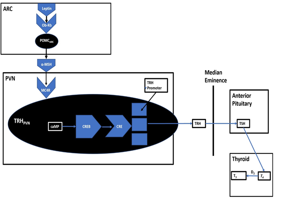 Figure 4: ARC control of TRH levels.