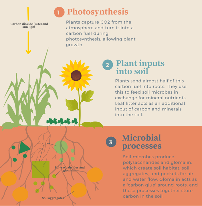 Figure 1: Diagram illustrating a simplified
explanation of carbon sequestration. Different shapes indicate different
species of microbes and the organic substances they produce. Depictions are a
symbolic representation of described processes.