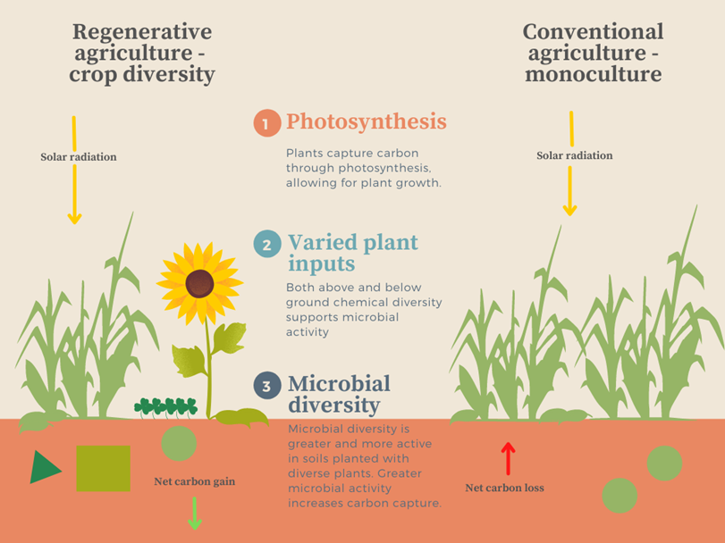 Figure 2: Diagram illustrating a comparison
of crop diversity in conventional and regenerative methods of agriculture. Different
shapes indicate different species of microbes. Depictions are a symbolic
representation of described processes.