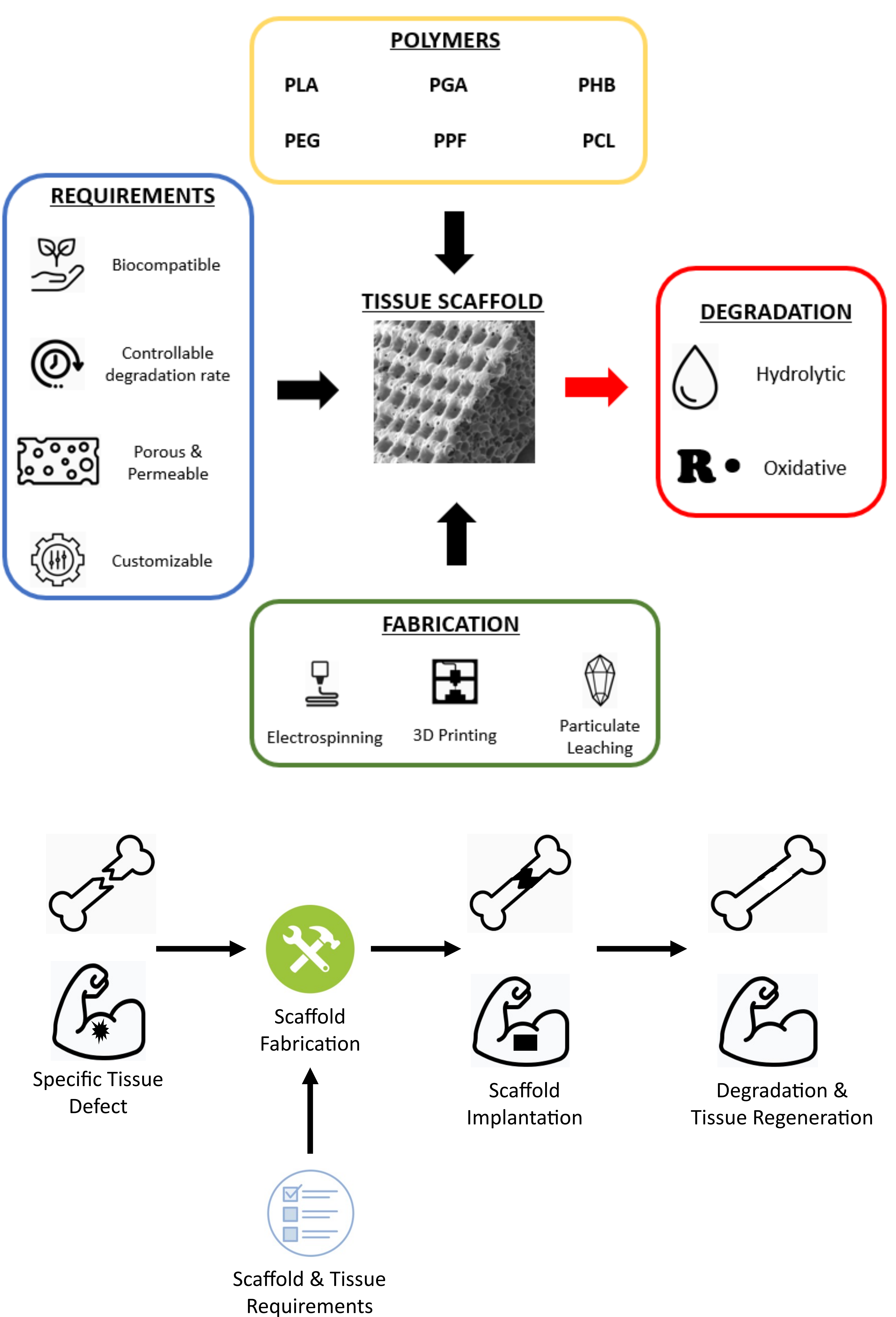 Figure 1: Overview of synthetic
biodegradable polymers and their application in tissue engineering.