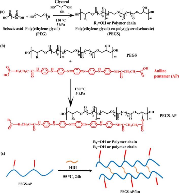 Figure 4: Formation of a PEGS-AP polymer.